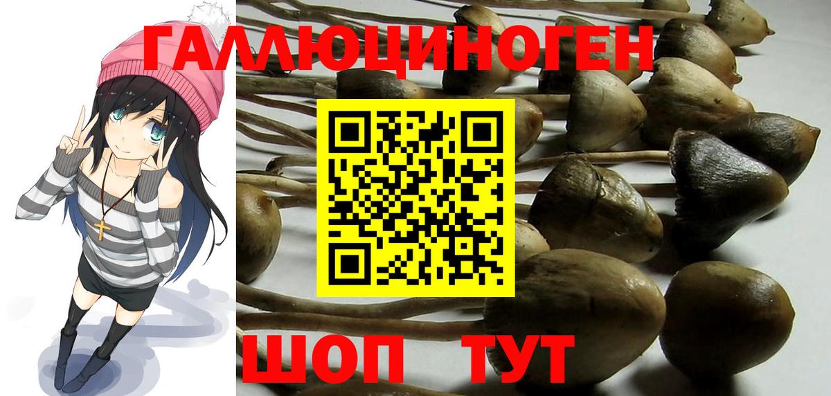 где можно купить   Прокопьевск  Псилоцибиновые грибы Psilocybe 